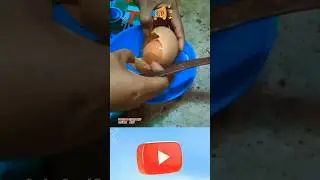 TELUR ISI TELUR 🤔 #viral #trending #popular