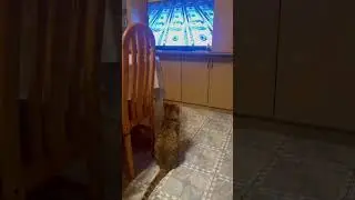 Кот смотрит,что в мире происходит 😆