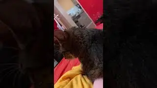 Freddy hat meinen Arm geklaut 😂