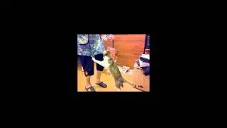 Dance with cat