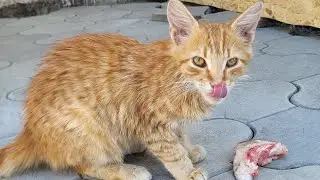 Чудо,Ты Чей? Ваш! 