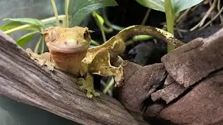 Pairing up Crested Geckos for the Breeding Season!!! | DIY Reptiles