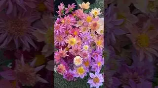 Dahlia ‘Petite Floret’