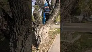 Иа мен Айфон алдым