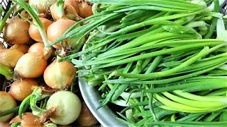 I always look forward to this moment! We're not afraid to buy sprouted onions.