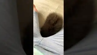 Новая псинка!