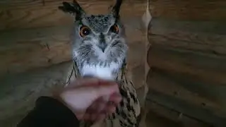 Хочу так с филином