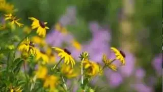 Think About: What do Flowers do?