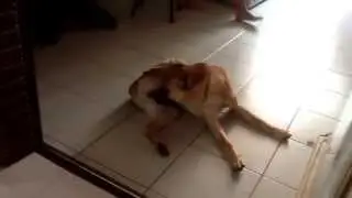 Dog licking balls
