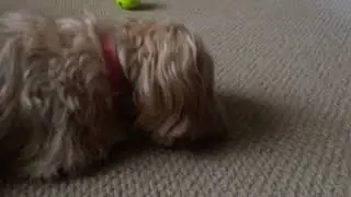 Dog Lick Carpet lol