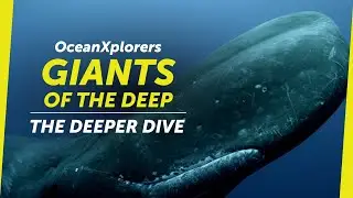 OceanXplorers: Giants of the Deep - The Deeper Dive