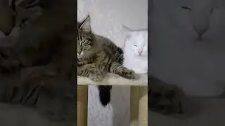 кошки