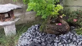 Japanese bonsai garden corner | Tsukubai japan