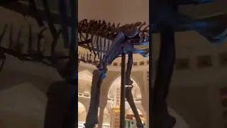 Dinosaur fossils