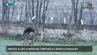 Abruzzo, il lupo sconfina nel territorio e il branco lo massacra