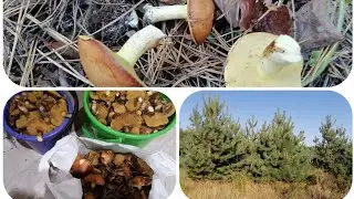 #Прогулянка в ліс🌲за #маслятами 18.09.2023р. Хоча була суш але назбирали!!! 👍👍