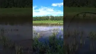 Рыбалка 2022. Щука летом на поппер. 