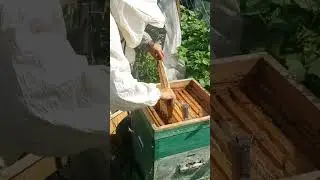 Папа пчеловод