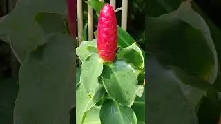 How ginger grows and blooms 