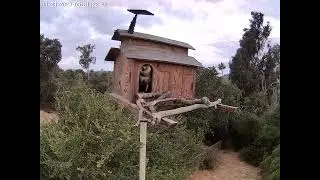 #OwletPaulie Peeking Out From the Doorway, Part 1.  Owl Box OSC - 6/23 23 - 5:30 am