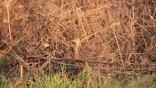 Коростель крякает и угрожающе шипит на врагов! :)