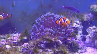 Trauerband-Anemonenfisch, Amphiprion percula