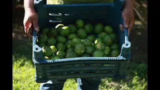 Bin TL Yevmiye İsteyen İşçilere Karşı Tek Başına Hasat 3 eylül 2024 8gunhaber