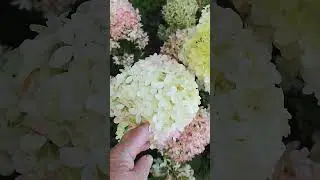 ВЫ ЗНАЕТЕ ЭТУ КРАСАВИЦУ❓