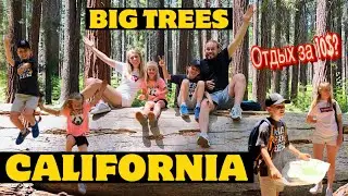 BIG TREES CALIFORNIA.  ОТДЫХ ЗА 10$.