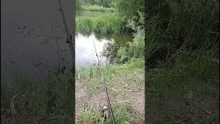 Рыбалка на поплавок 3.06.2024 онлайн