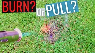 Burn or Pull Weeds? How to Prepare for Fall Renovation
