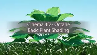 Cinema 4D Octane - Basic plant shading