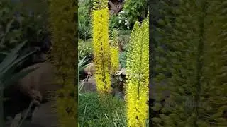 Наш