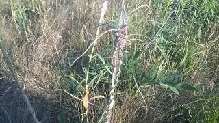 спаривание гусениц и пауков