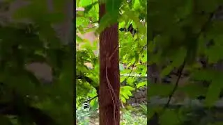 Cute cat trapped in a tree #shorts