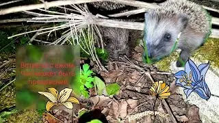 Ёж. Встреча с ежом