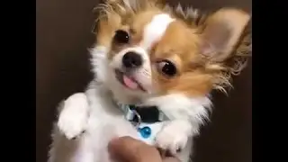 Relaxed buddy