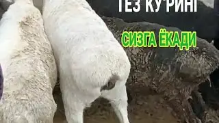 КАРШИ КАРВОН МОЛ БОЗОРИ
