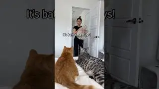 When your cat doesn’t like taking a bath 😹 