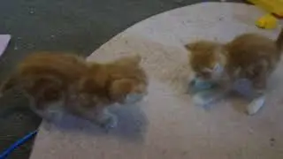 Ginger Kitten Twins - first time playing :D!!!