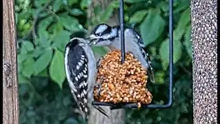 Mom Downy Woodpecker Feeding Baby at BWHQ
