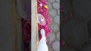 Camino de bugambilias