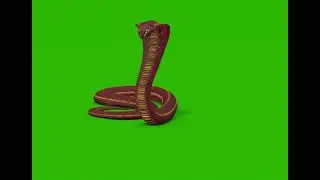 Cobra snake with attacking on somthing Green Screen VFX & CGI effects