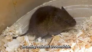 Vole Control Series - Rodenticide Use