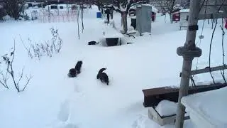 Чепушилка с Умняшкой пробираются через снег