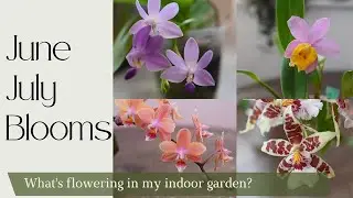 Summer blooms ☀️| What's Flowering in my indoor Garden?