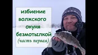 Избиение волжского окуня безмотылкой (часть первая)