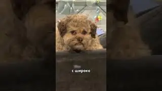 Собака с Лицом Человека 