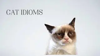 Cat idioms! #cats #grumpycat #english #idioms #expressions #esl #tefl