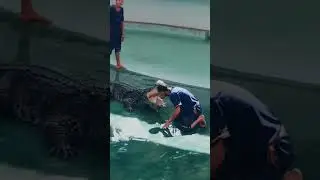 Несчастный случай во время шоу с крокодилом.